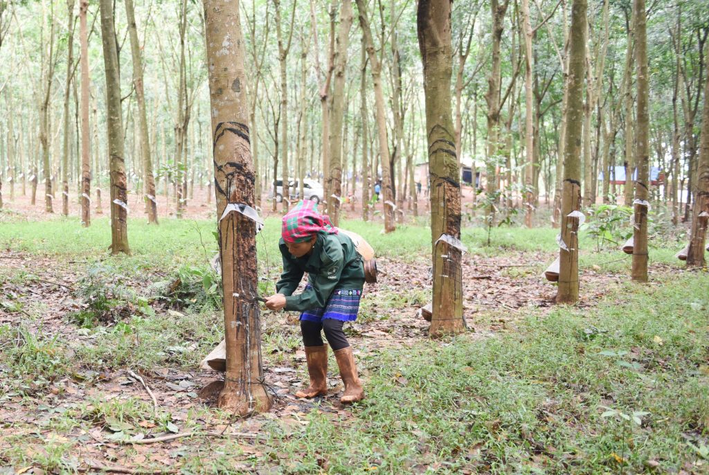 Giải pháp thu hút lao động Hà Giang vào làm cao su